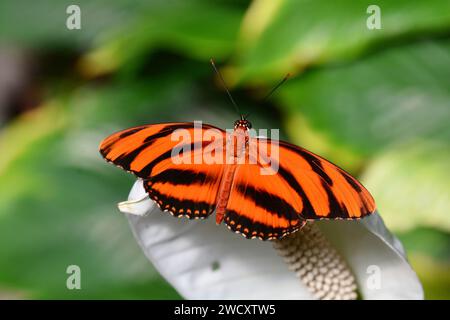 tiger longwing butterfly on a plant in the gardens. Stock Photo