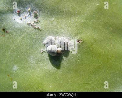 Cochineal (Dactylopius coccus) on the leaf of an Opunitie (Opuntia), Fuerteventura, Canary Islands, Spain. Stock Photo