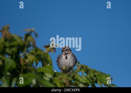 Song Sparrow perched atop a tree with clear blue sky background Stock Photo