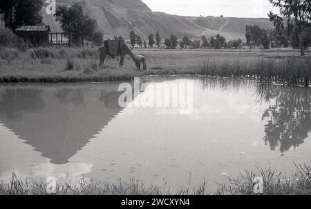 1950s, historical, Egypt, view of a pyramid and camel with driver by water pool, classic symbols of this ancient country situated at the northeast African coast linking Africa with the Middle East. Its historic monuments include the famous Pyramids along the fertile Nile river valley.  In Egypt, the camel is culturally very significant, playing an important role in the transportation of goods and people. Stock Photo