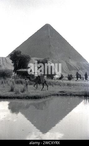 1950s, historical, Egypt, view of a pyramid and camel with driver by water pool, classic symbols of this ancient country situated at northeast African coast linking Africa with the Middle East. Its historic monuments include the famous Pyramids at Giza along the fertile Nile river valley.  In Egypt, the camel is culturally very significant, playing an important role in the transportation of goods and people. Stock Photo