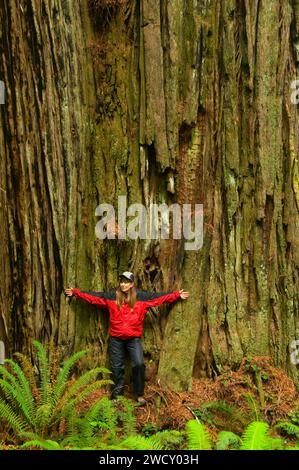 Coast redwood on James Irvine Trail, Prairie Creek Redwoods State Park, Redwood National Park, California Stock Photo