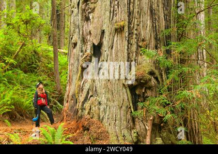 Coast redwood on James Irvine Trail, Prairie Creek Redwoods State Park, Redwood National Park, California Stock Photo