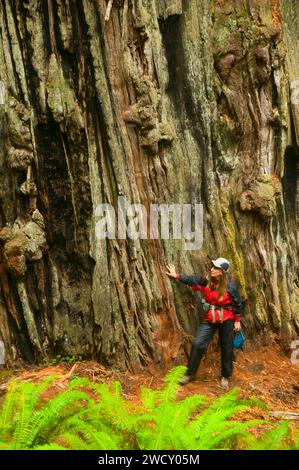 Coast redwood on James Irvine Trail, Prairie Creek Redwoods State Park, Redwood National Park, California Stock Photo