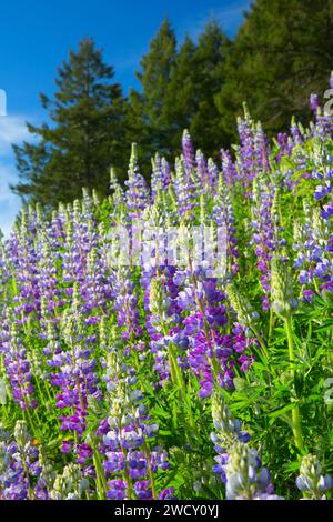 Lupine along Bald Hills Road, Redwood National Park, California Stock Photo