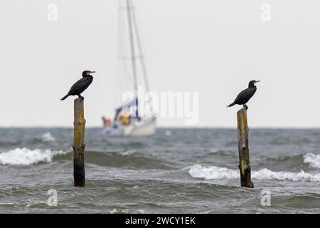 Sailing boat / sailboat and two great cormorants (Phalacrocorax carbo) resting on wooden poles in water along the North Sea coast during autumn storm Stock Photo