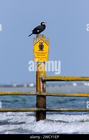Great cormorant perched on no admittance sign at the Western Pomerania Lagoon Area National Park, Mecklenburg-Western Pomerania, Germany Stock Photo
