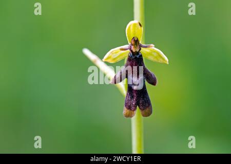 Fly orchid (Ophrys insectifera / Epipactis myodes) in flower in spring Stock Photo