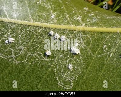 Aleurodicus dispersus, the spiralling whitefly, is a species of small, white sap-sucking insect, a true bug in the order Hemiptera. Larvae. Stock Photo