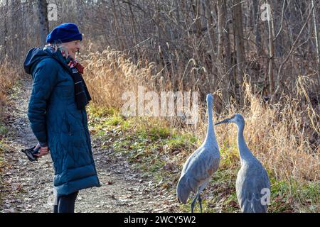 Milford, Michigan - Nancy Brigham studies two sandhill cranes (Antigone canadensis) on a hiking trail at Kensington Metropark. The birds at the park h Stock Photo