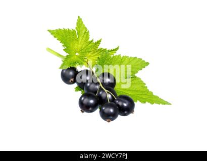 Currant. Black currant berry with leaf isolated on white background. Stock Photo