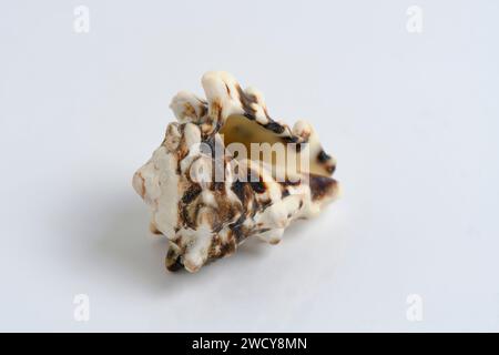 Clam shell on a white background Stock Photo