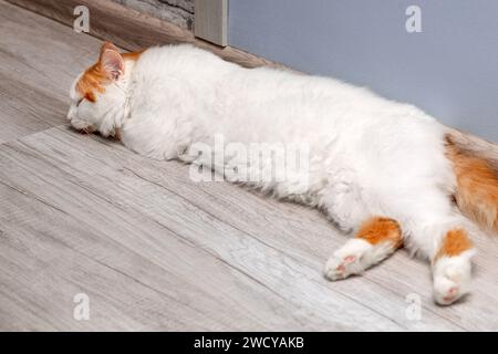 domestic cat lies stretched out on the floor. the cat lies in a funny pose. cat sleeps lying on the floor at home Stock Photo