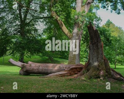 An old oak tree in a park has broken and fallen to the ground Stock Photo