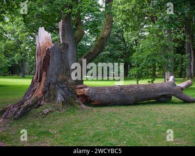 Storm fallen oak tree with broken trunk Stock Photo