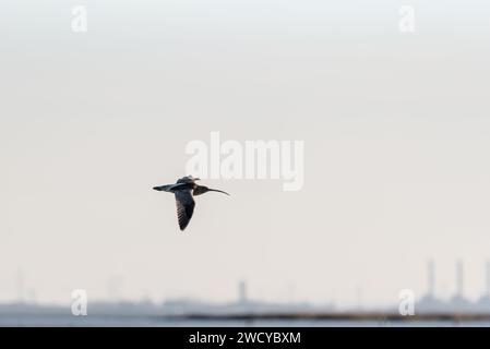 Flying Curlew (Numenius arquata) at Leigh on Sea, Essex Stock Photo