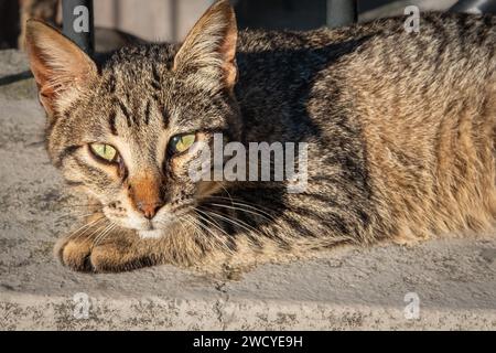 Portrait of a domestic cat - tabby cat looking into the camera. Relaxed domestic cat outdoor. Tabby cat lying on the floor. Street photo, no people Stock Photo