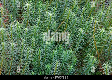 The moss Polytrichum commune typically grows in bogs, wet heathland and along forest streams. It occurs in temperate and boreal latitudes. Stock Photo