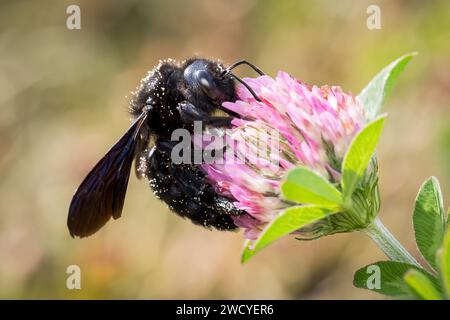 Portrait of a carpenter bee Stock Photo