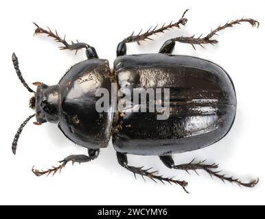 a dung beetle from above isolated on a white background. High quality photo Stock Photo