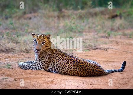 Beautiful close-up shot of a tiger lying on the ground in the savanna of Sri Lanka Stock Photo