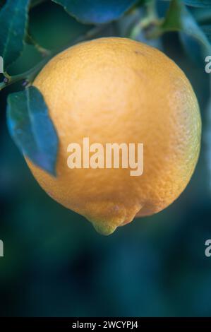 Close-up of a lemon on a tree Stock Photo