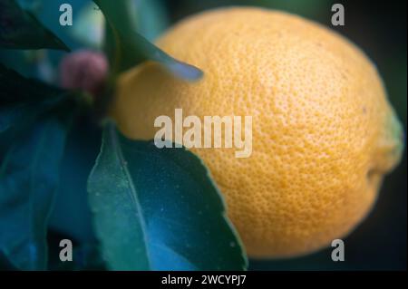 Close-up of a lemon on a tree Stock Photo