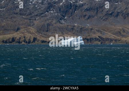 Icebergs in St. Andrews Bay, various shapes, large blocks, sculpted by waves on the journey from Antarctica, numerous because of break-up of ice shelf Stock Photo