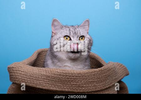 Tabby British Shorthair cat with tongue out in a bag Stock Photo