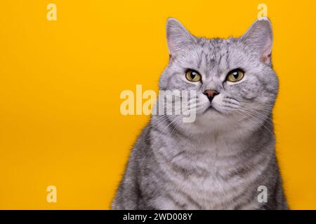 Tabby British Shorthair cat Stock Photo