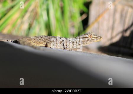 Common wall gecko, Moorish gecko, Moorish Wall Gecko, Salamanquesa, Crocodile gecko, European common gecko, Maurita naca gecko (Tarentola mauritanica) Stock Photo