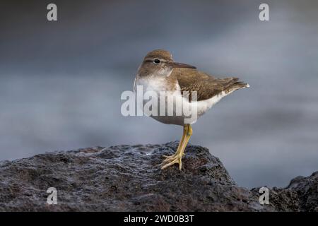 Spotted sandpiper (Actitis macularius), perching on a stone, Azores, Sao Miguel Stock Photo