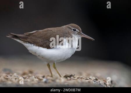 spotted sandpiper (Actitis macularius), foraging on the ground in basic plumage, side view, Azores, Sao Miguel, Mosteiros, Mosteiros Stock Photo