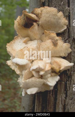 tiered tooth fungus, spine face (Hericium cirrhatum, Creolophus cirrhatus), Fruiting bodies on dead wood, Germany Stock Photo