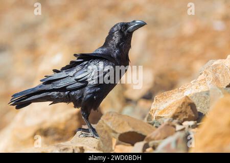North African Raven (Corvus corax tingitanus, Corvus tingitanus), perching on a stone, Canary Islands, Fuerteventura Stock Photo