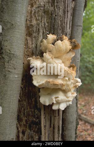 tiered tooth fungus, spine face (Hericium cirrhatum, Creolophus cirrhatus), Fruiting bodies on dead wood, Germany Stock Photo