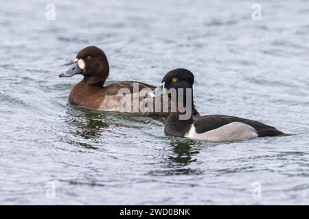 greater scaup (Aythya marila), swimming with Ring-necked Duck (Aythya collaris) on a lake, Azores, Sao Miguel Stock Photo