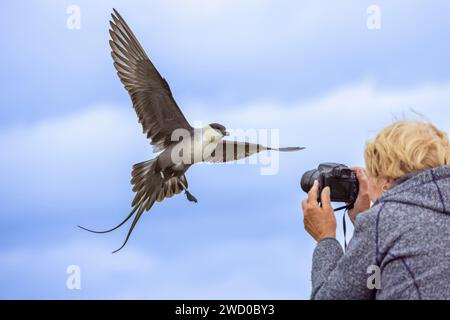 long-tailed skua (Stercorarius longicaudus), attacks tourist taking photos, Norway, Troms og Finnmark, Vardoe, Varangerhalvoeya National Park Stock Photo