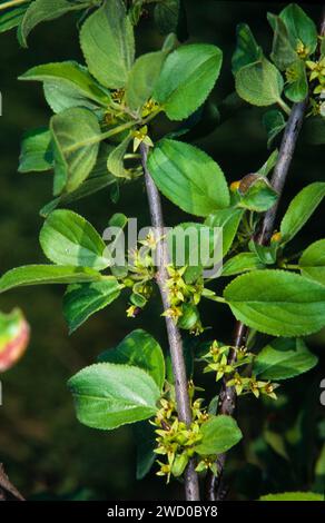 Common buckthorn (Rhamnus cathartica, Rhamnus catharticus), blooming branch, Germany Stock Photo
