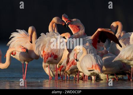 greater flamingo (Phoenicopterus roseus, Phoenicopterus ruber roseus), group standing in shallow water, Italy, Tuscany Stock Photo