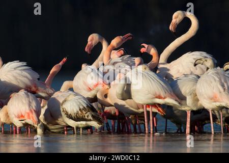greater flamingo (Phoenicopterus roseus, Phoenicopterus ruber roseus), group standing in shallow water, Italy, Tuscany Stock Photo