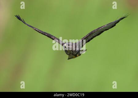 Azores common buzzard (Buteo buteo rothschildi, Buteo rothschildi), in flight, front view, Azores, Sao Miguel Stock Photo