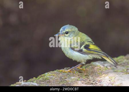 Madeira firecrest (Regulus madeirensis), juvenile, Madeira, Ribeiro Frio Naturpark Stock Photo