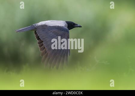 Hooded crow (Corvus corone cornix, Corvus cornix), in flight, side view, Italy, Tuscany Stock Photo
