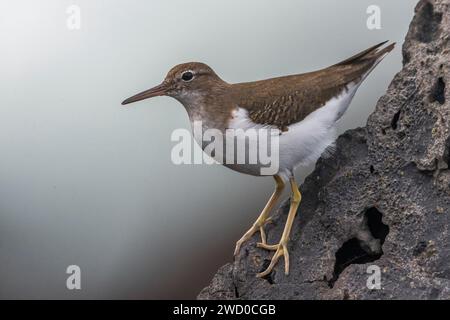 Spotted sandpiper (Actitis macularius), perching on a stone, Azores, Sao Miguel Stock Photo