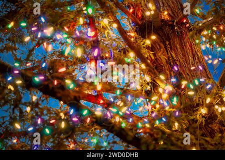 Closeup of large pine tree branches with colorful Christmas lights. Stock Photo