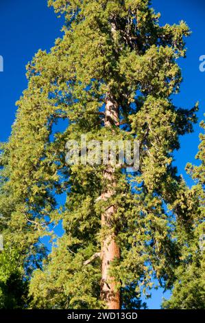 Sequoia (Sequoia sempervirens) along Trail of 100 Giants at Long Meadow Grove, Sequoia National Monument, California Stock Photo