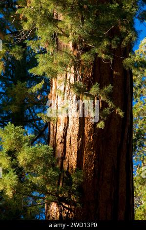 Sequoia (Sequoia sempervirens) along Trail of 100 Giants at Long Meadow Grove, Sequoia National Monument, California Stock Photo