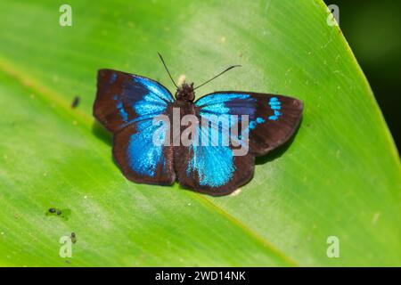 Glorious Blue-Skipper (Paches loxus) on the leaf, La Selva Biological Station, Costa Rica Stock Photo