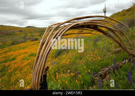 Giant saguaro cactus skeleton bending over with poppies blooming in the Superstition Mountains, Arizona. Stock Photo